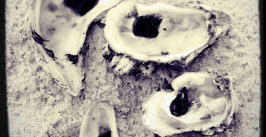 oyster family portrait shells