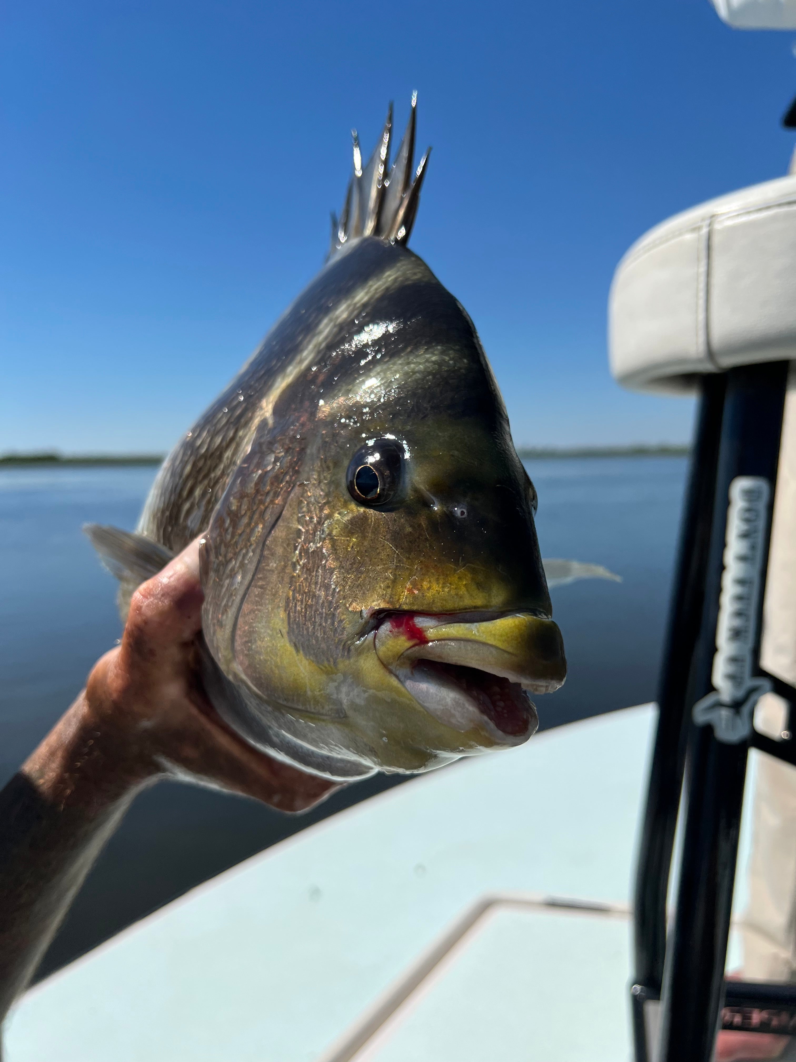 Cajun Permit on the Fly
