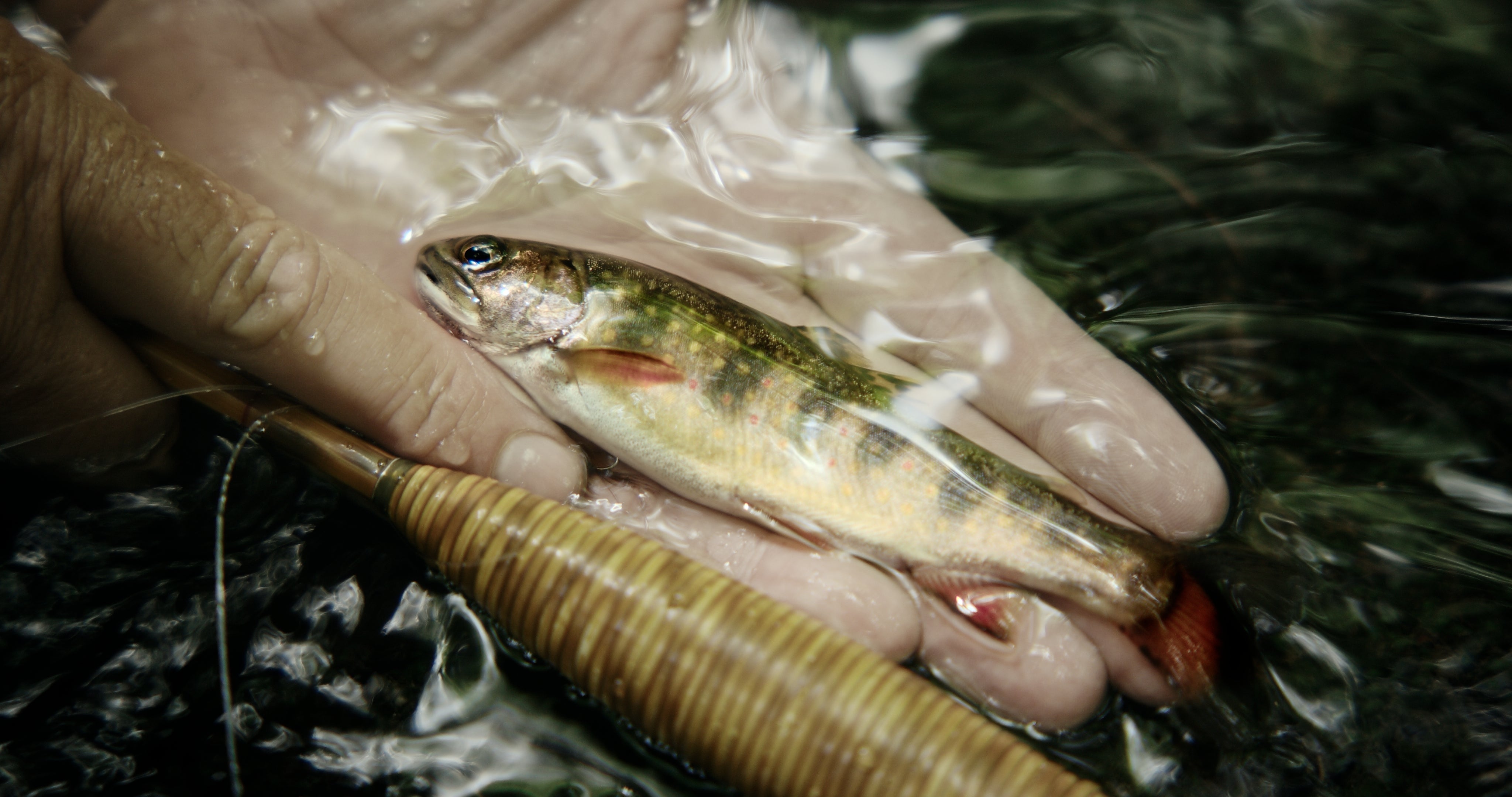 “Only in the wildest, most natural places do these brook trout still survive.