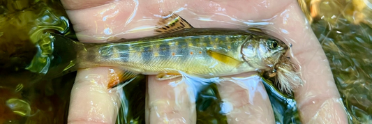 "Only in the wildest, most natural places do these brook trout still survive."