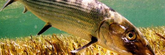Bonefish on oyster bamboo fly rod