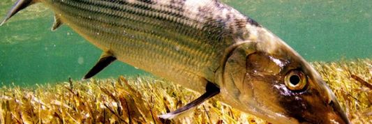 Bonefish on oyster bamboo fly rod 