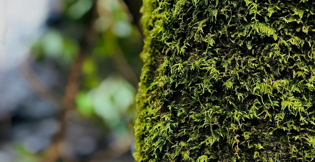 A crisis, choosing good, and the bamboo fly rod