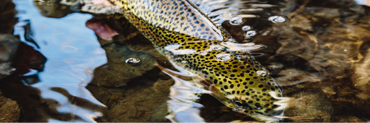 Bamboo Rods and Beautiful Fish