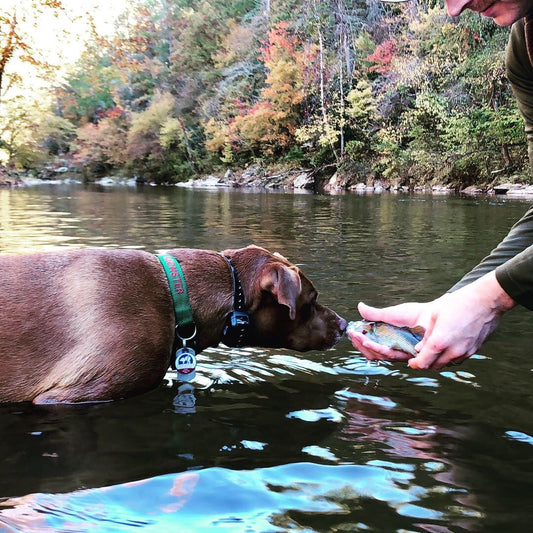 “She still gets to boop all the fishies with our Oyster fly rods.”