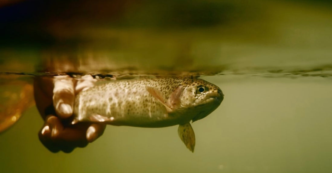 THE BAMBOO FLY ROD