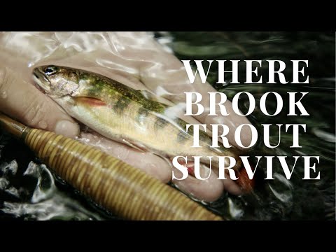 Fly Fishing For Brook Trout in the Backcountry With Oyster Bamboo - YouTube Video