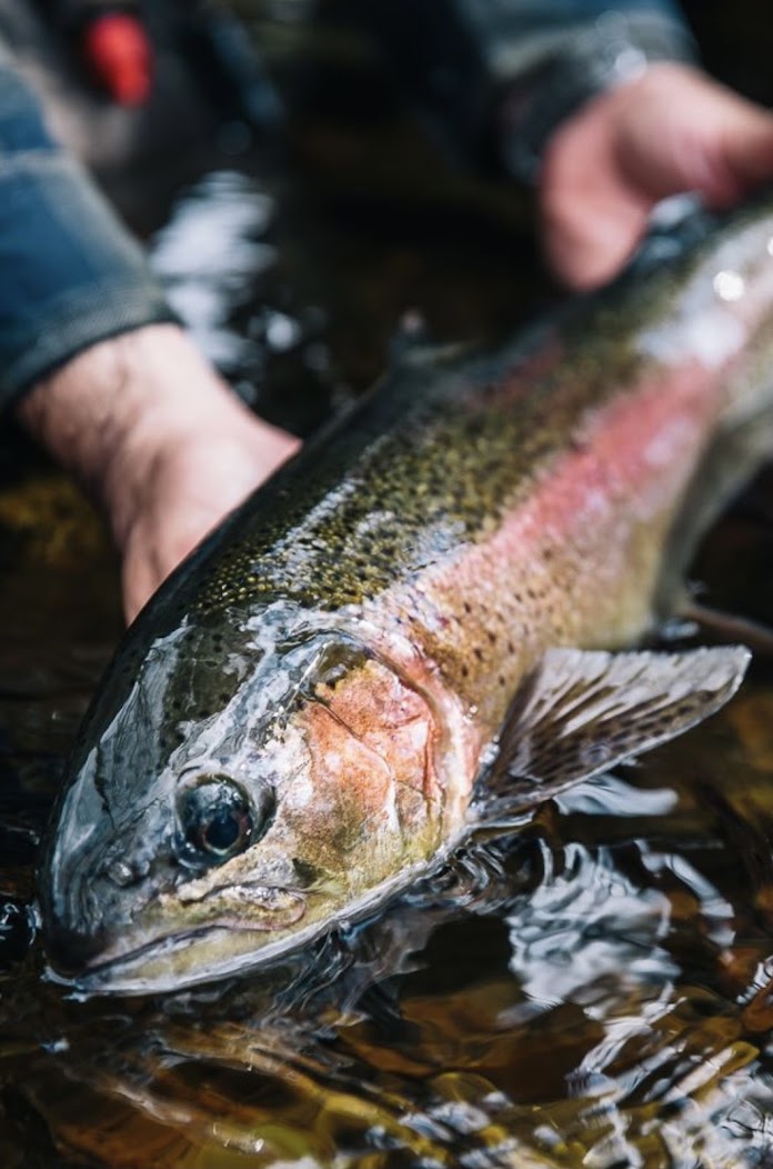 Epic Series Bamboo Fly Rods For Sale